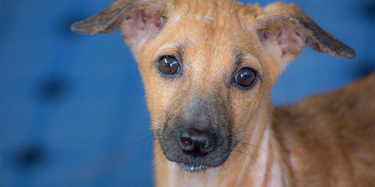 09-20121226115325-RD_20503